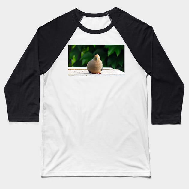 Bird Staring Mourning Dove Baseball T-Shirt by BackyardBirder